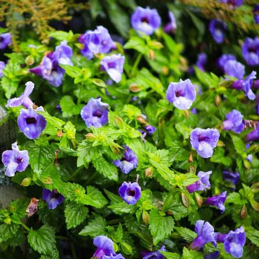 Торения Фурнье ампельная Ларджъ голубая D23 ПВ 