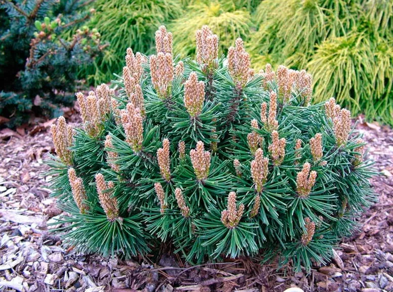 Сосна крючковатая Виэл v5 штамб 75 Mt 