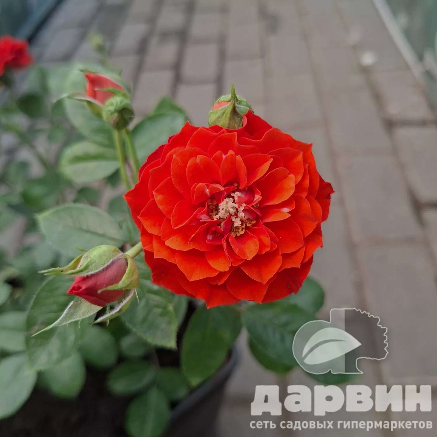 Роза спрей Оранж Беби v5 Lav 