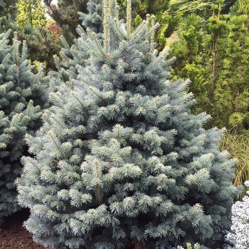 Растение пихта горная Компакта С5/40-50 