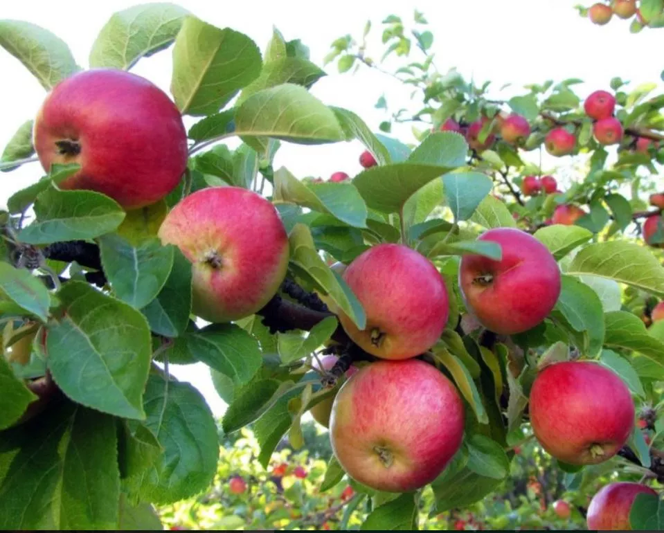 Яблоня Медуница С7,5 100-140 ЦО 