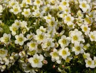 Камнеломка Алпина Эрли Лайм d12 Lav 