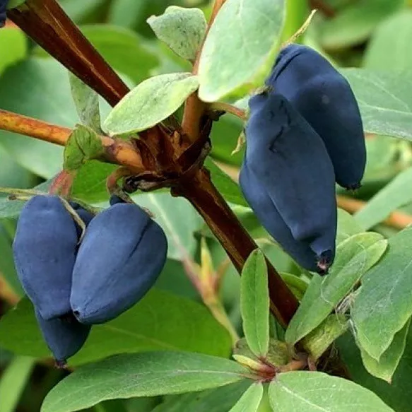 Жимолость Томичка Р9 Tim 