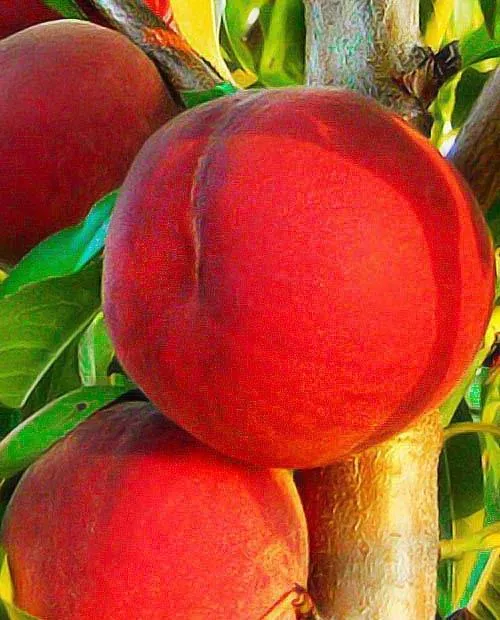 Персик Ред Хэвен C10 Н140-160 ЦО по цене  Персик Ред Хэвен C10 Н140-160 ЦО