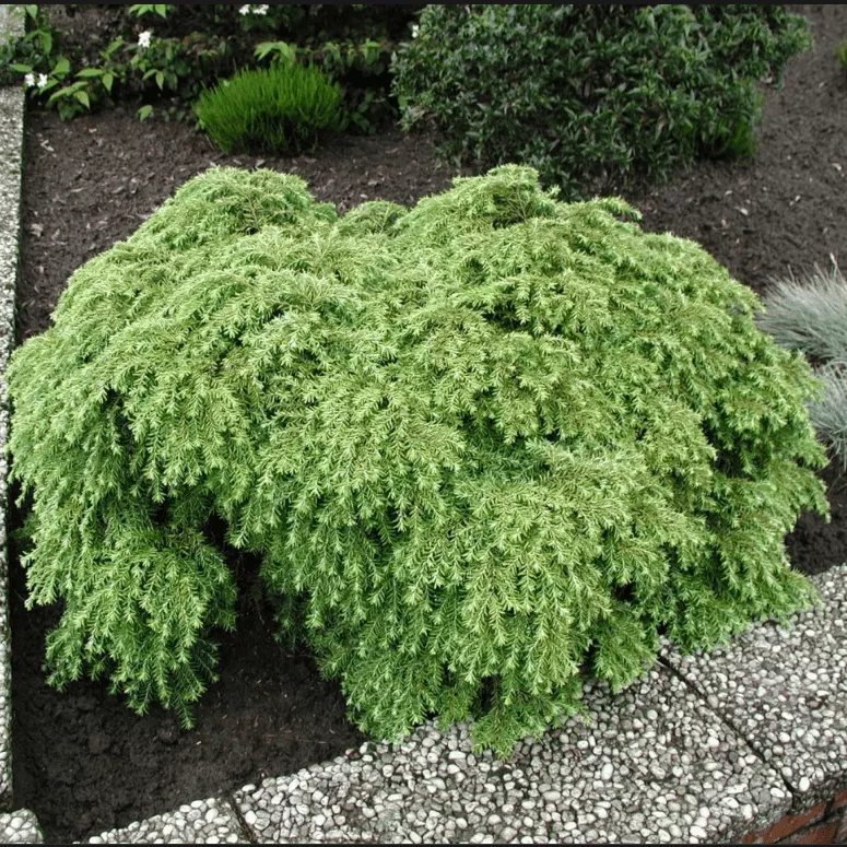 Тсуга канадская Нана v5 30-40 
