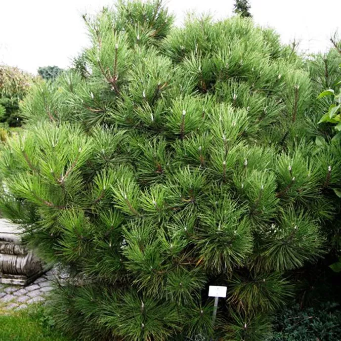 Сосна черная Нана С30 50-60 TW 