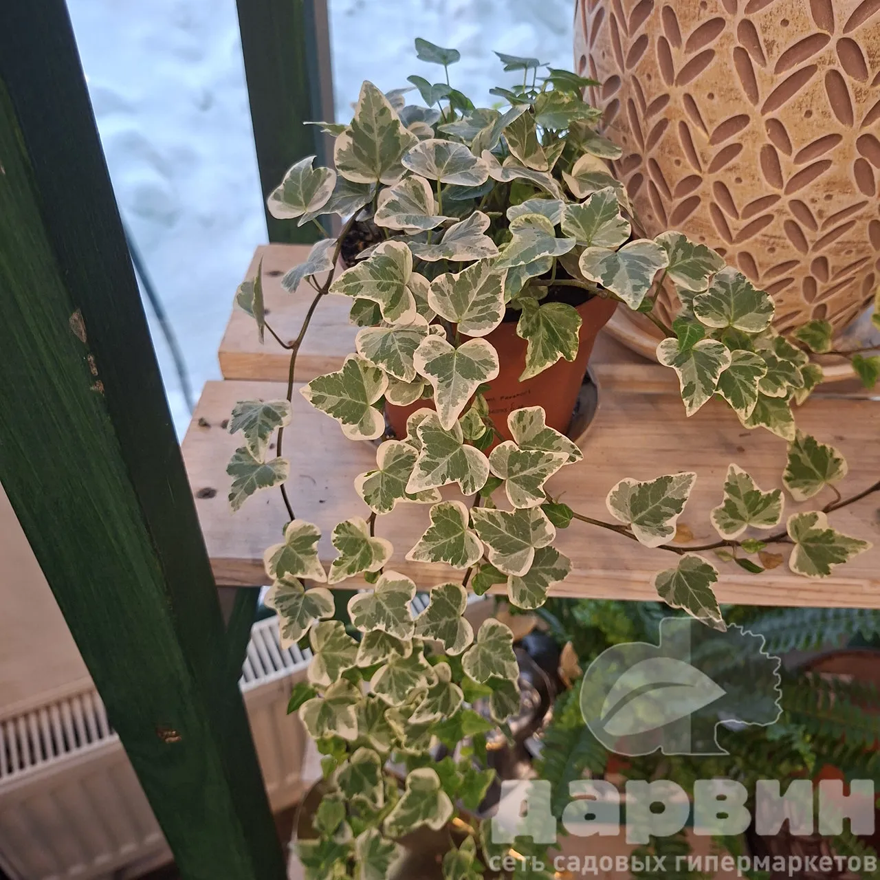 Хедера хеликс микс d13 h35 