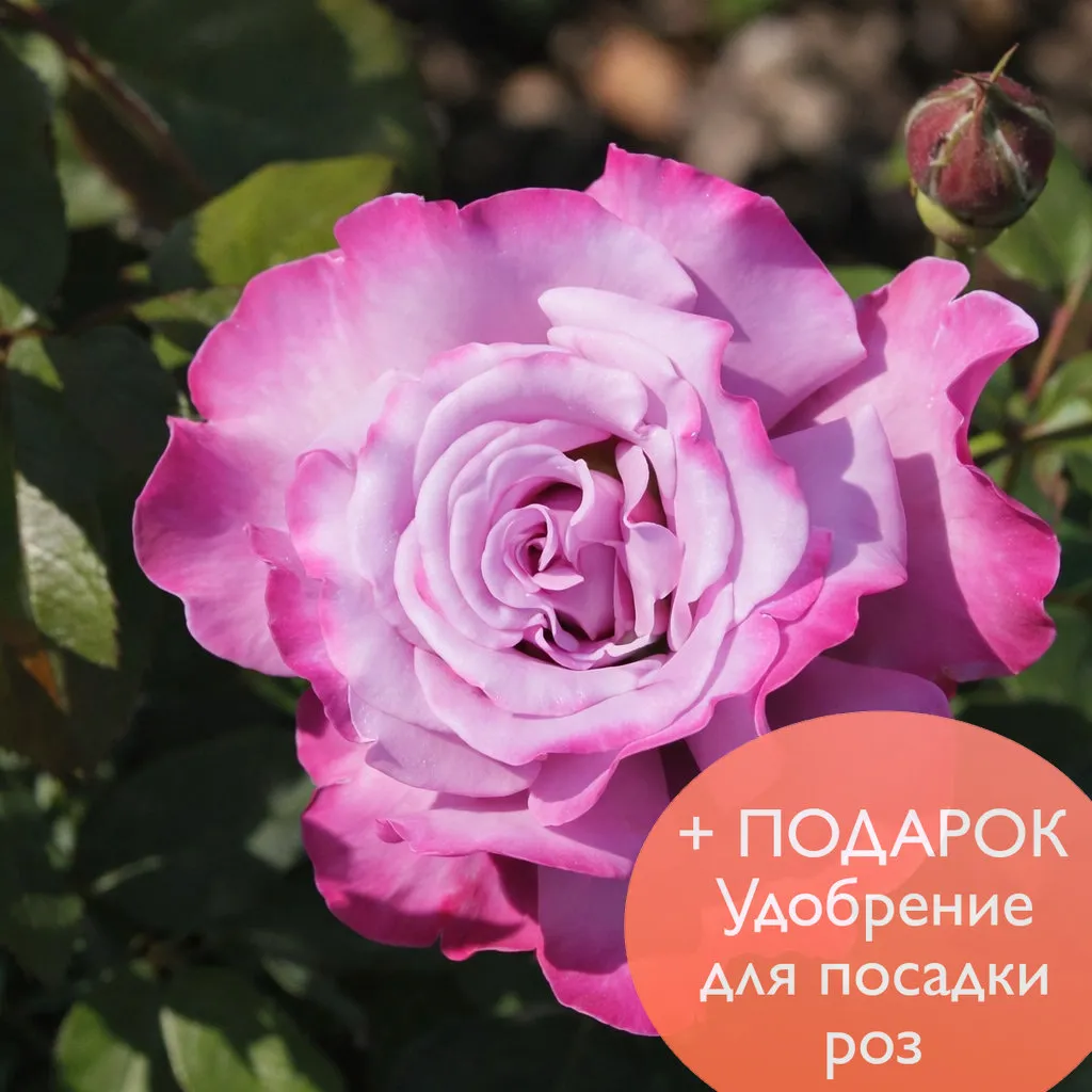 Роза чайно гибридная Аметист в коробке Биосфера 