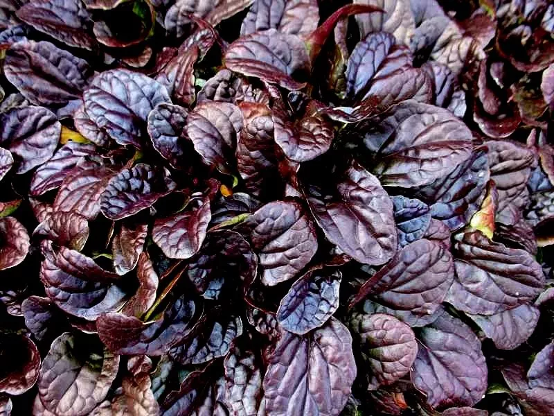 Живучка ползучая Махагон,Р9, ЦО 