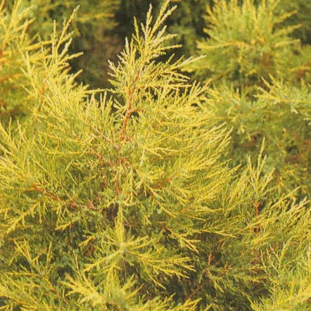 Растение Можжевельник средний "Куривао Голд" с10 