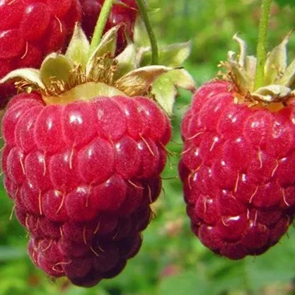 Малина крупноплодная Гигант Московский С5 ОСП 