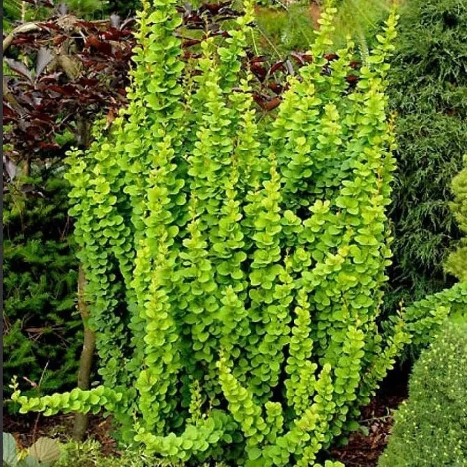 Барбарис тунберга Смарагд v2 Lav 