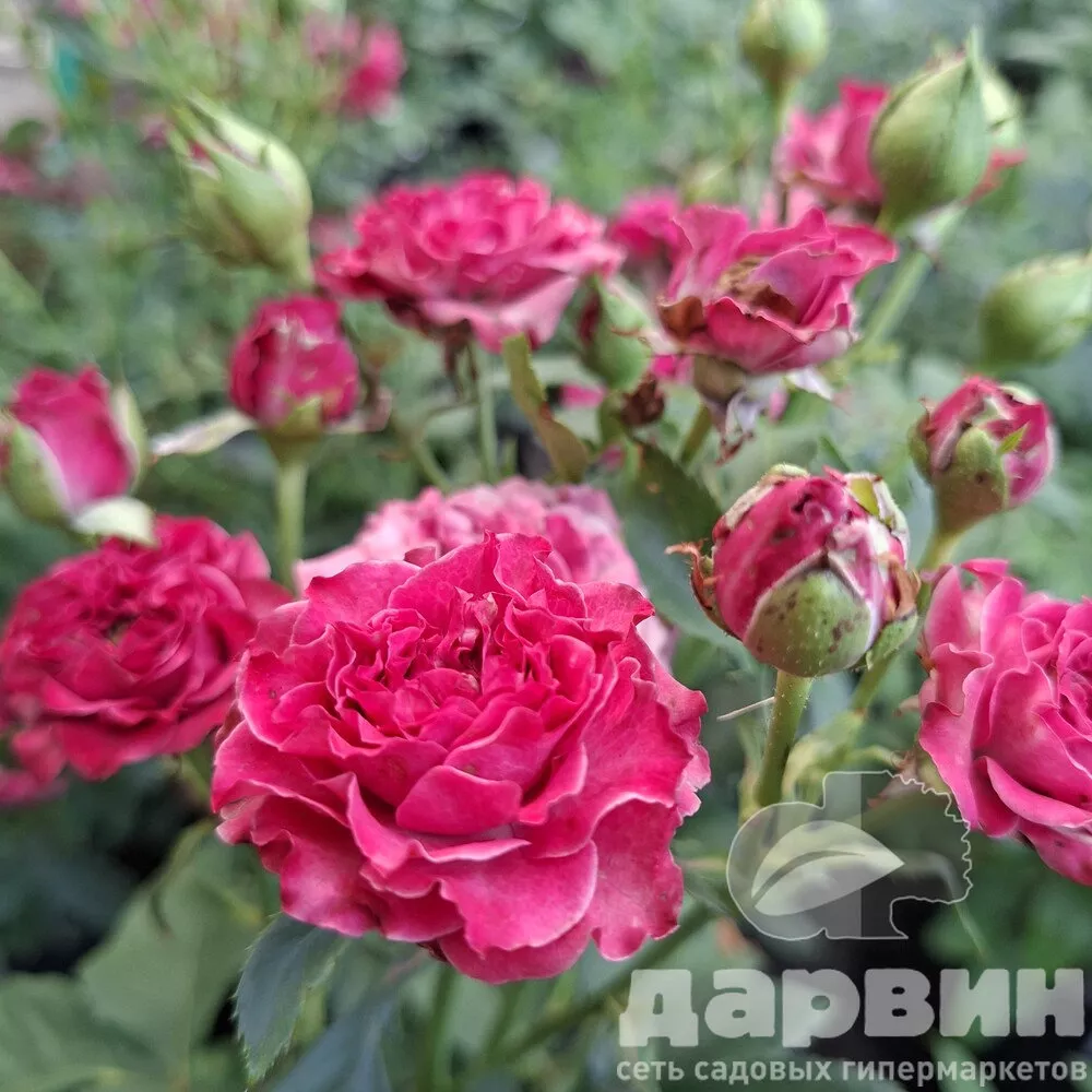 Роза спрей Кайли v5 Lav 