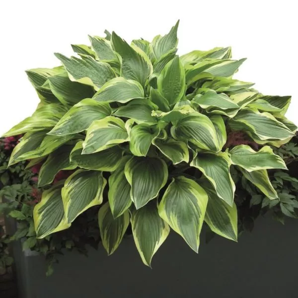 Корневище Хоста гибридная Дон Стивенс,1 шт. 