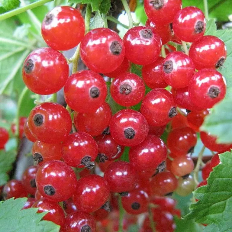 Смородина Сахарная красн v2 Tim 