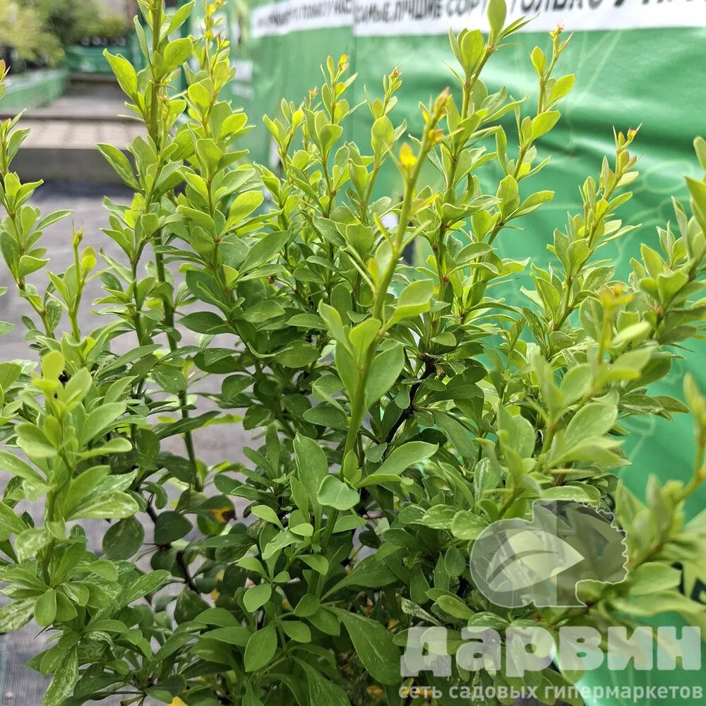Барбарис тунберга Поувов v5 Lav 