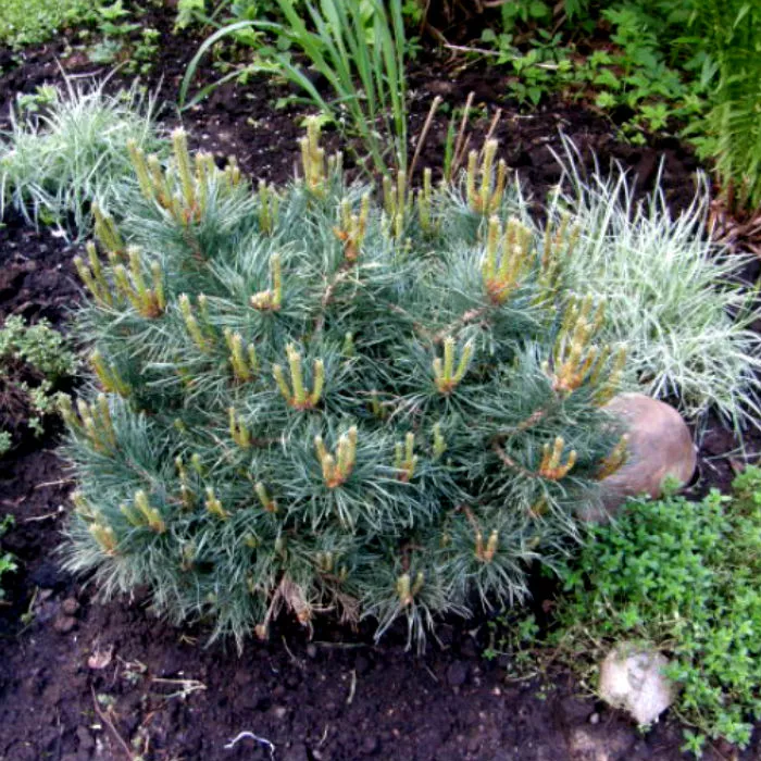 Растение сосна обыкновенная Martham 25/30, C8 Ks 