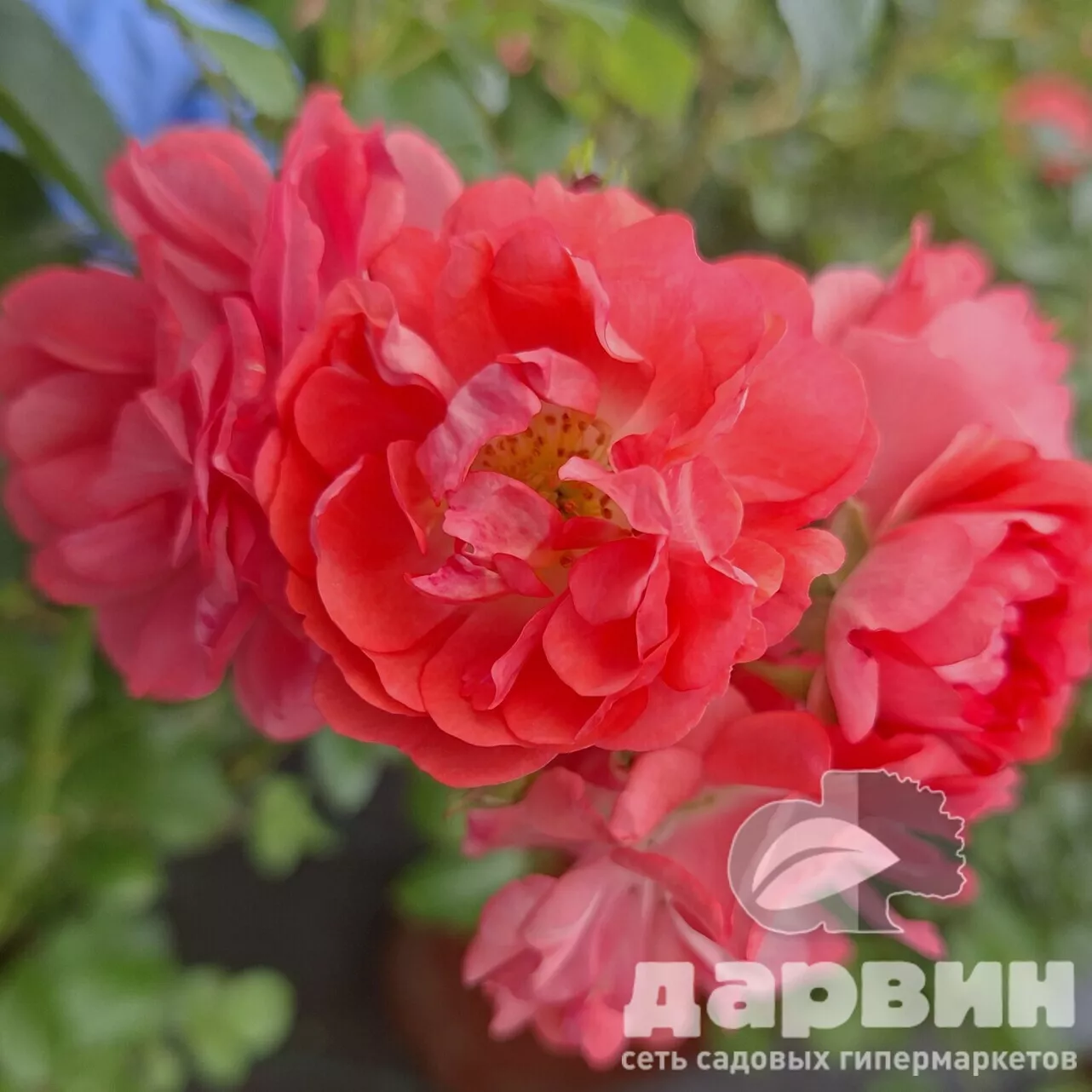 Роза полиантовая Корал Дрифт C7 YP 