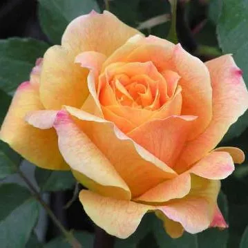 Роза Жото, c5 Tim 