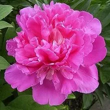 Пион травянистый Амабилис (в тубе) 
