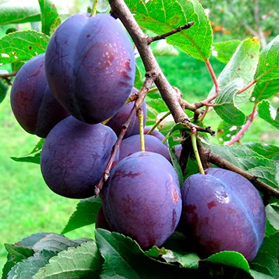 Слива Анна Шпет С7,5 120-140 ЦО 