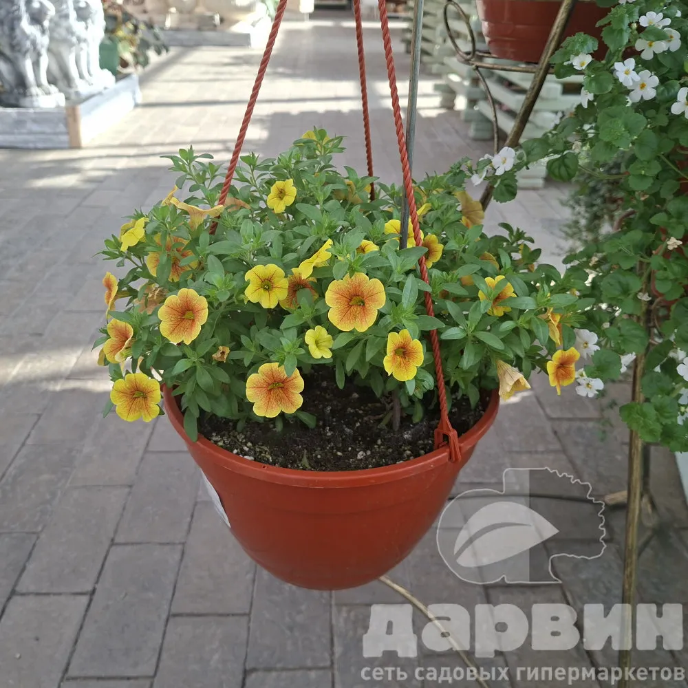 Калибрахоа кашпо d25 BIX 