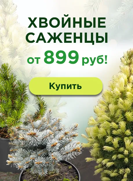 Хвойные саженцы (сосны и ели визуал)