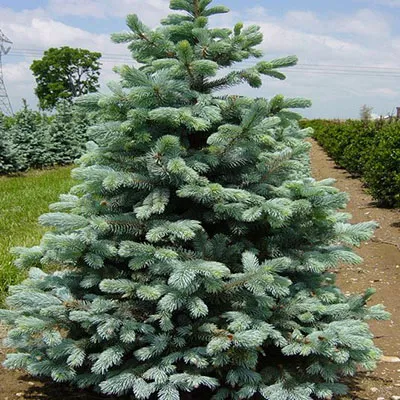 Ель колючая Кайбаб Tim-Hoga 2017 