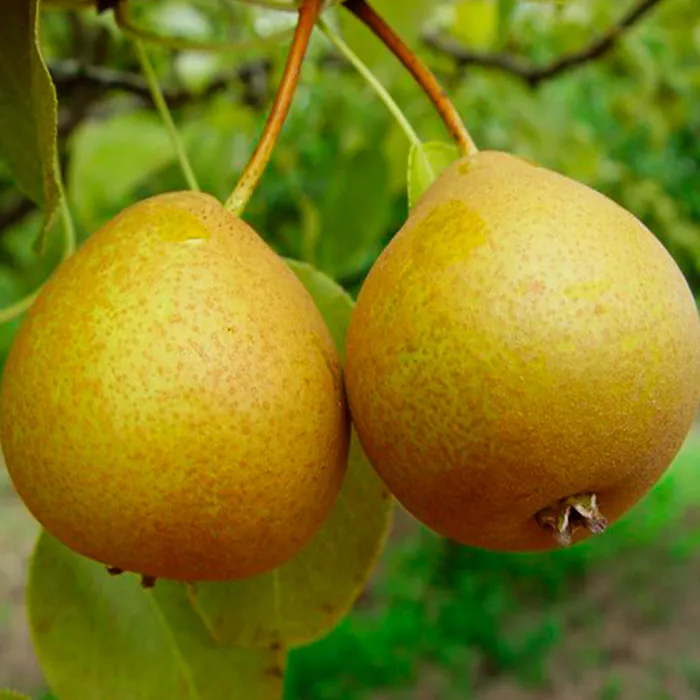 Груша Дюймовочка 3-х летка 