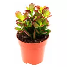 Крассула Овата Минор d5 h15 