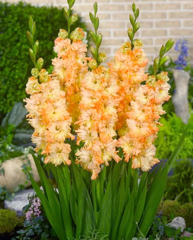 Луковица Гладиолус гофрированный Зе Грейт Куин Элизабет 10/12 5шт. Поиск 