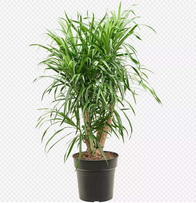 Драцена Анита Вариегата бранч d21 h80 