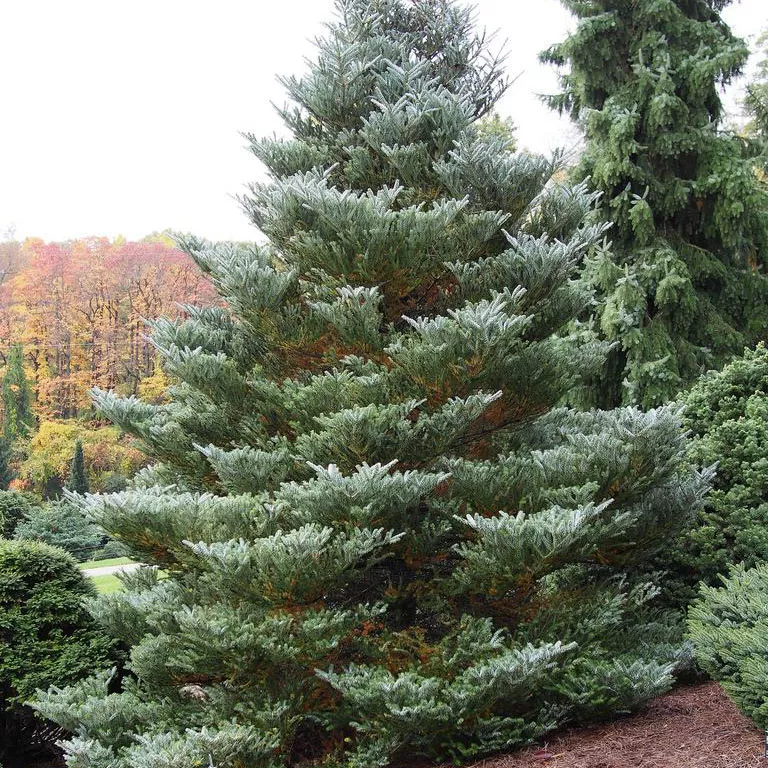 Пихта корейская "Силберлок" 40-50см 