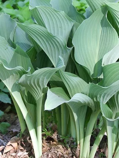 Хоста Кросса Регал Р9 