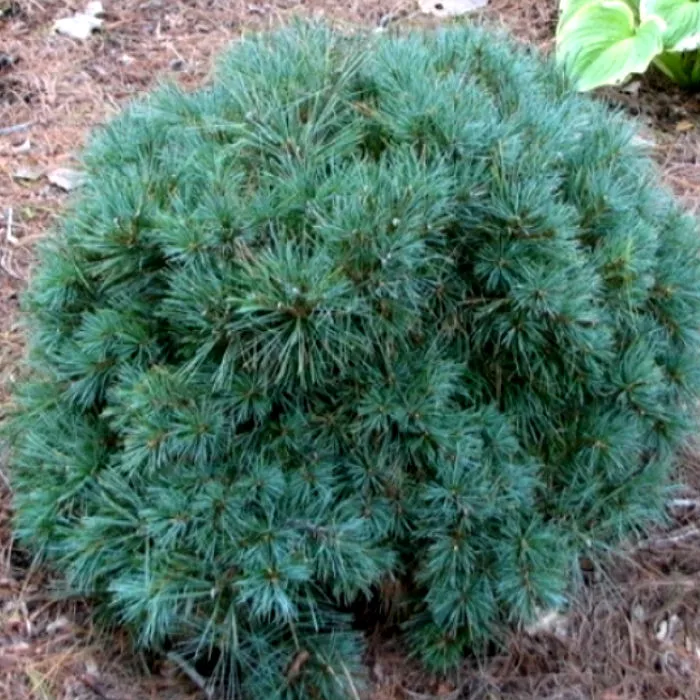 Растение сосна веймутова Онтарио с2-3 3-летка Yos 