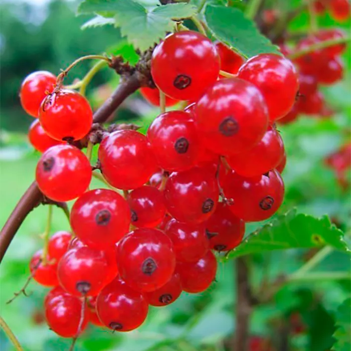 Смородина красная Витаминная Гроздь v2-3 Tim 