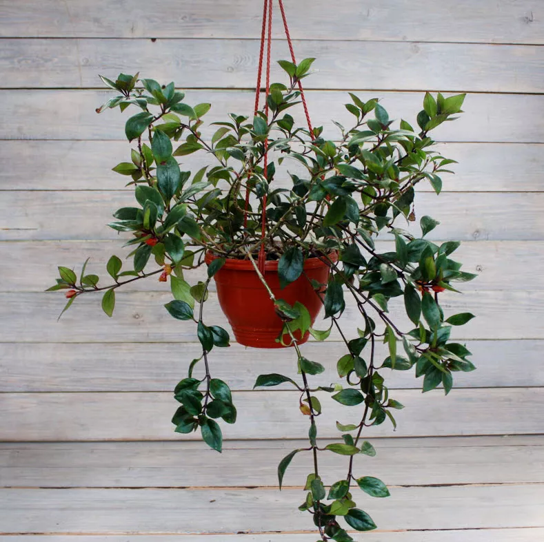 Нематантус кашпо d15 ХР 