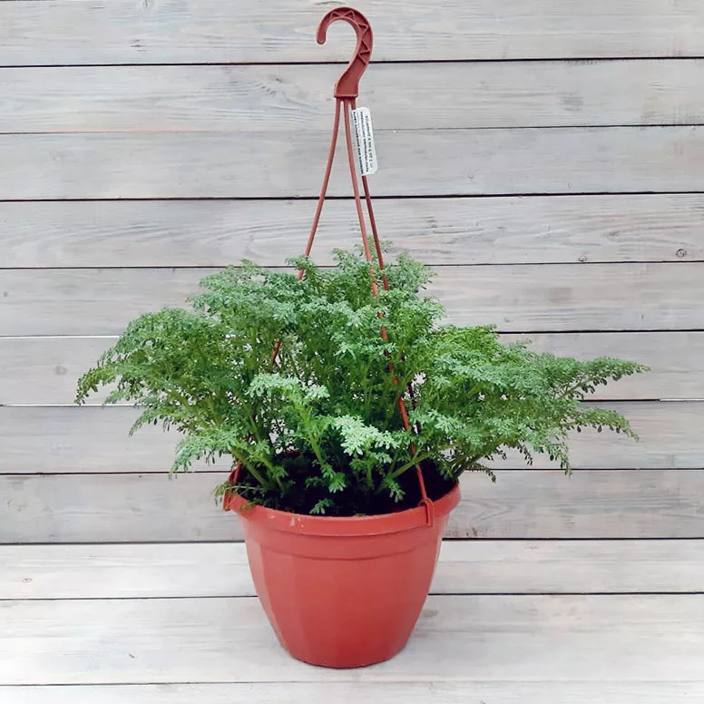 Пилея мелколистная кашпо d18 ХР 