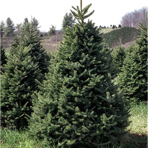 Растение пихта фрейзера Кегельтанне 200-225см 