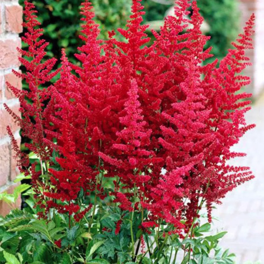 Корневище Астильба Арендса Бургунди Ред 1 шт Поиск 