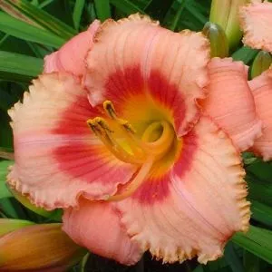 Лилейник Страубери кэнди, Tim 