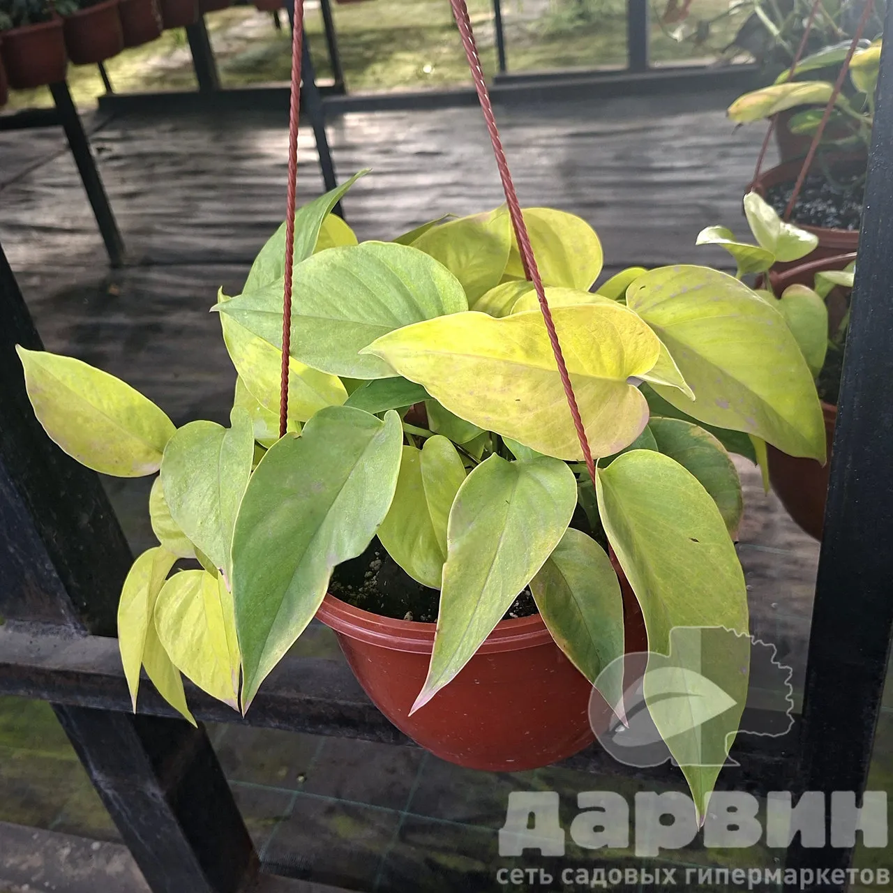 Эпипремнум в кашпо d23 Tim 