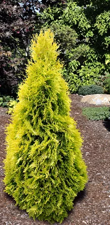 Туя западная Янтарь v7,5 100-120 Bor 