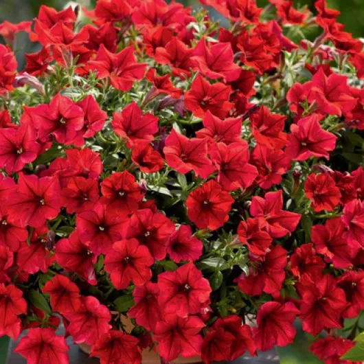 Петуния ампельная Суфиния красая D23 ПВ 
