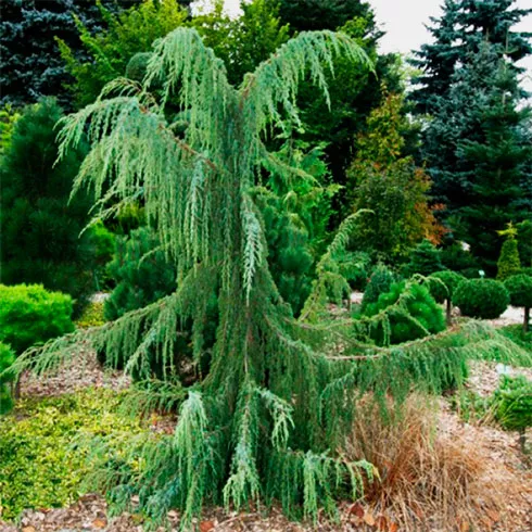 Растение можжевельник обыкновенный Хорстман с2-3 