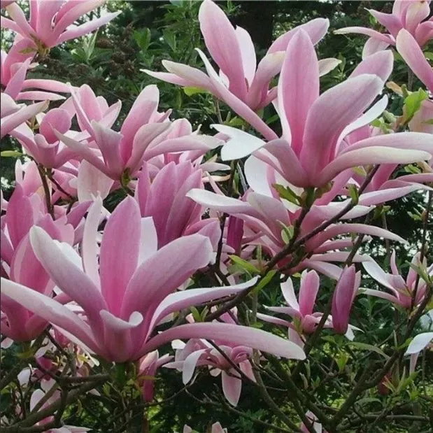 Магнолия Джордж Генри Керн v25 h100-120 Lav 