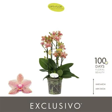 Фаленопсис 4 ст Пикачу d12 h45 