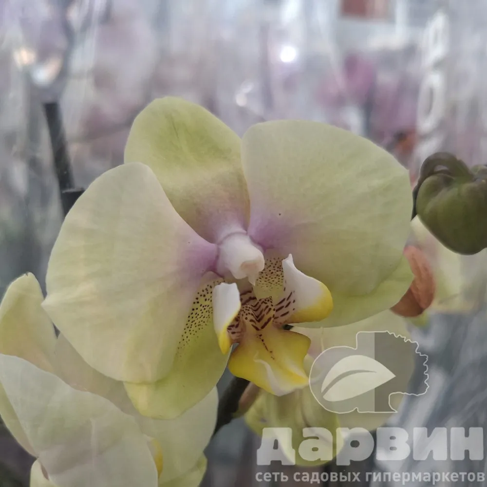 Фаленопсис 3 ст д12 ЯР (5) ватермарка