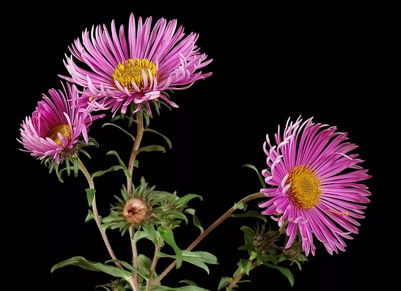 Астра новобельгийская Микс d9-10 ХР 