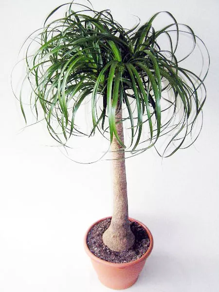 Нолина штамбовая d9 h25 